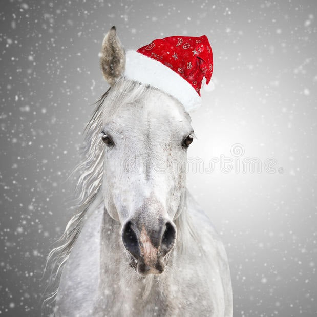Are you celebrating Christmas with your horse?